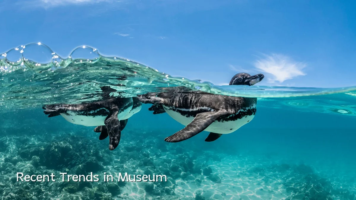 Recent Trends in Museum