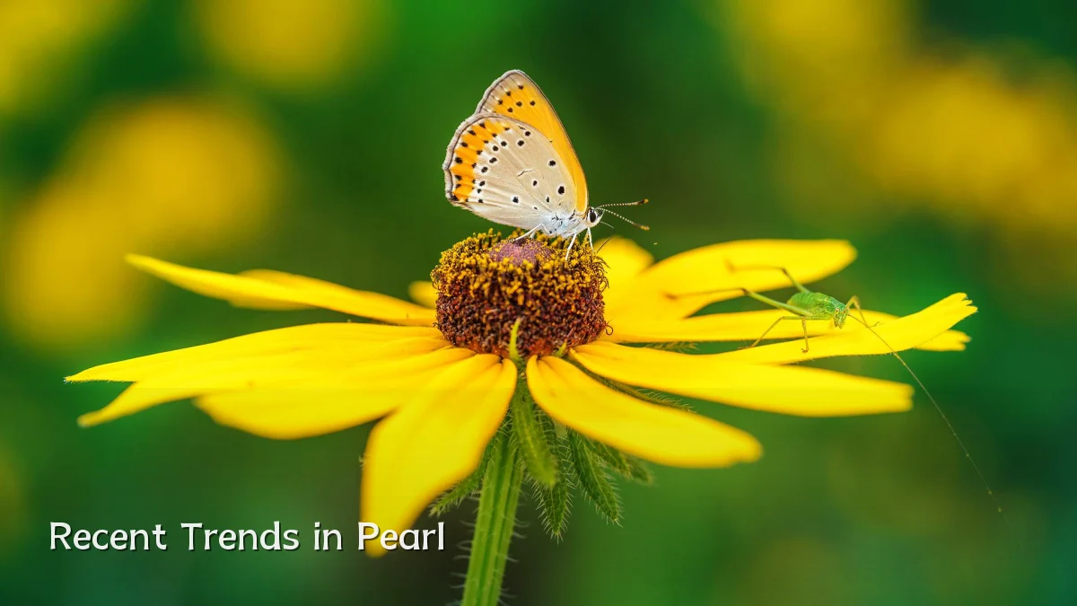 Recent Trends in Pearl